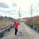 Javor poľný (Acer campestre) ´LIENCO´® - výška 320-340 cm, obvod kmeňa 8/10 cm, kont. C30L